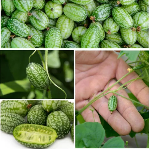 Miniatura 3 de Seed Needs Semillas de cucamelón/semillas de pepino de limón para plantar, sin OMG, herencia y verduras sin tratar, cultiva un huerto al aire libre