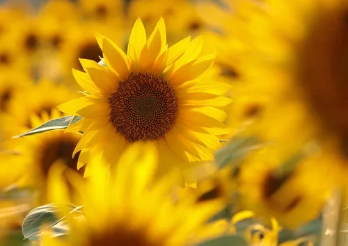 Miniatura 7 de Food to Live Granos de semillas de girasol tostados en seco orgánicos, 8 onzas sin OMG, sin sal, asados al horno, sin aceite añadido, sin cáscara