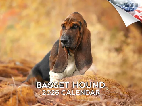 Miniatura 173 de Calendario 2025 2026 de cachorros Cocker Spaniel - Calendario mensual de pared de raza de perro - 12" x 24" abierto - Papel grueso sin sangrado