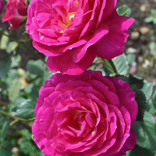 Miniatura 2 de Rosas arbustivas de reliquia, planta de raíz propia viva para jardín al aire libre, fuera del azul, moderadamente fragantes, zonas de rusticidad