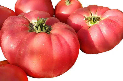 Más de 30 semillas gigantes de tomate Johnson alemán de 1 a 2 libras, sin OMG, bajas en ácido, indeterminadas, polinizadas abiertas, productivas,