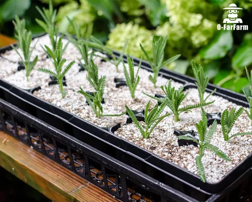 Miniatura 6 de Perlita gruesa a granel, perlita hortícola gruesa de perlita para plantas de interior, mezcla de acondicionador aditivo, mejora el drenaje y la 1 qt