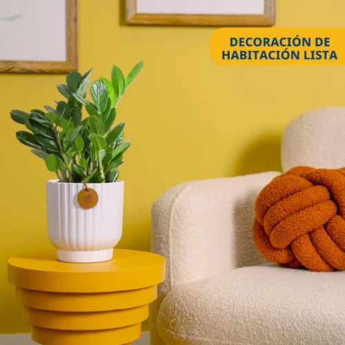 Miniatura 2 de Costa Farms ZZ Planta viva en maceta decorativa, fácil de mantener, planta de interior purificadora de aire, perfecta para decoración del hogar