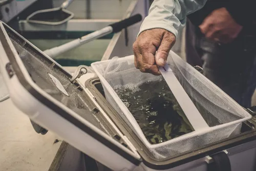 Miniatura 8 de Engel Caja enfriadora de cebo vivo con bomba aireadora de 2ª generación de 2 velocidades, estación de pesca portátil y cubo de pececillos para Blanco