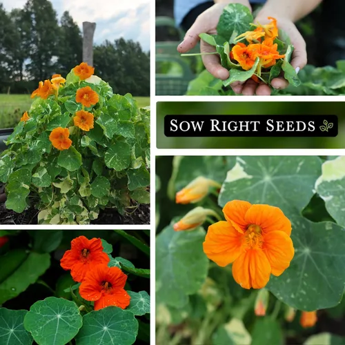 Miniatura 4 de Sow Right Seeds - Mezcla de semillas de capuchina enana de Alaska para plantar - Flor comestible - Paquete de reliquia sin OMG con instrucciones