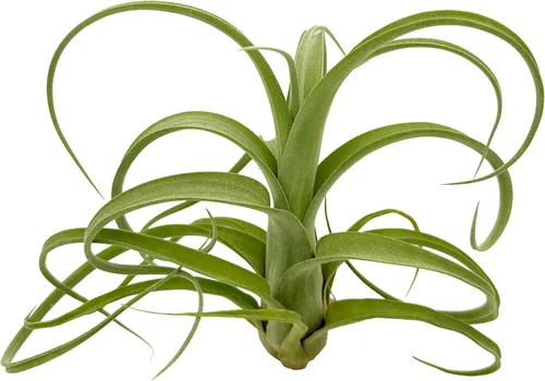 ragnaroc Plantas de aire vivo – Tillandsia Curly Slim Jumbo – 1 unidad de 5 a 9 pulgadas – Ideal para regalos y regalos, plantas de interior vivas y