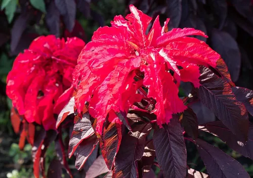 Early Splendor Joseph's Coat Amaranthus Amaranth Summer Poinsettia Semillas premium para plantar paquete