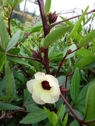Miniatura 3 de TomorrowSeeds - Semillas de roselle de hibisco rojo - Más de 50 unidades - para plantar 2026 Hibiscus Sabdariffa Birmana Chin Baung Jamaica Hoja