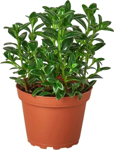 Miniatura 18 de Planta de serpiente Laurentii Sansevieria Trifasciata Planta viva para interior Diferentes plantas de interior en maceta de 4 y 6 pulgadas