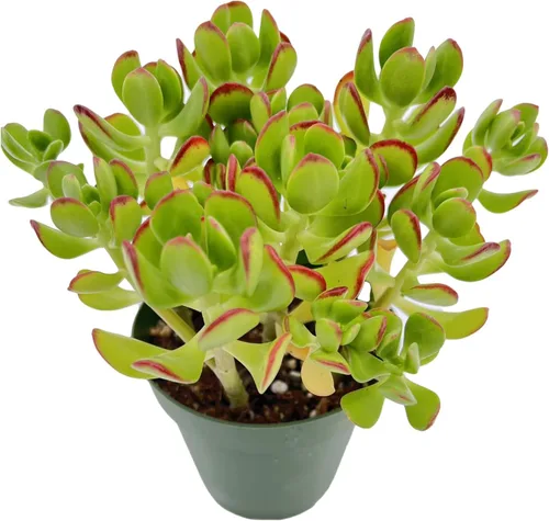 Miniatura 18 de Sprout N Green Cotyledon Orbiculata cv., Rara planta suculenta viva enraizada en maceta de 4 pulgadas, decoración de boda en interiores y Cotiledón