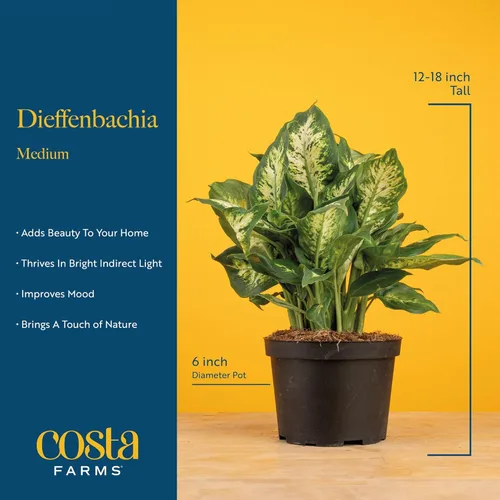 Miniatura 4 de Costa Farms Dieffenbachia, planta viva de galatea en maceta decorativa, fácil de mantener, planta de interior perfecta para el hogar, habitación u