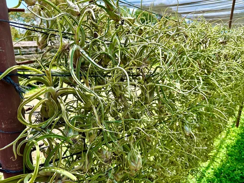Miniatura 8 de ragnaroc Air Plants - Tillandsia Caput Medusae Floreciente, Grande 5-7" - 1ct - Llegada Viva Garantizada - Plantas de Casa para Decoración del Hogar