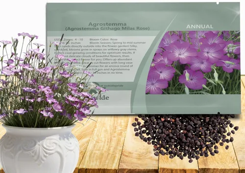 Miniatura 8 de Outsidepride Agrostemma - Semillas de flores moradas – 1000 piezas anuales, corncockle, variedad reliquia, fácil de cultivar, flores silvestres