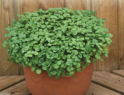Miniatura 2 de 1000 semillas de berro, uso como ensalada verde, hierba culinaria y hierba medicinal.