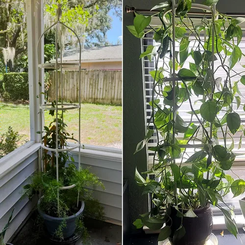 Miniatura 7 de Enrejado de jardín para plantas trepadoras, tubo de metal inoxidable con soporte resistente de 6 pies, soporte para plantas en maceta para jardín