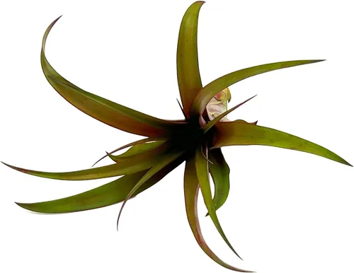 Miniatura 3 de ragnaroc Air Plants - Tillandsia Red Capitata, grande de 5-7 pulgadas, 1 unidad, llegada en vivo garantizada, plantas de interior para decoración