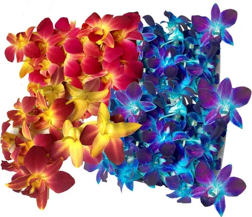 Miniatura 9 de Miami Fresh Orchid Flower OrchidClub USA Sunne Tropical Loose Bloom DIY Lei Food Drink Decoración (50 morado)