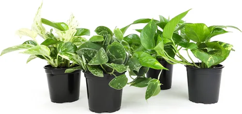 Plantas de Pothos Vivas (4PK) Plantas de Interior Vivas Plantas de Casa, Planta de Pothos Viva Plantas de Casa, Planta de Dinero Pothos de Interior