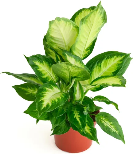 Shop Succulents Dieffenbachia Camille, planta de interior viva, planta de casa tropical de bajo mantenimiento con hojas atractivas variegadas, ideal