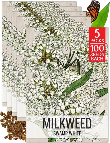 Miniatura 27 de Seed Needs Semillas de algodoncillo naranja para plantar malezas de mariposa, semillas de flores perennes sin tratar para cultivar un jardín