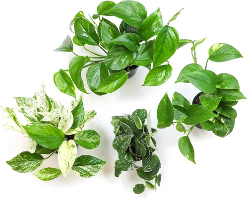 Miniatura 9 de Plantas de Pothos Vivas (4PK) Plantas de Interior Vivas Plantas de Casa, Planta de Pothos Viva Plantas de Casa, Planta de Dinero Pothos