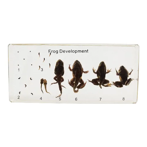 Miniatura 9 de Muestras de murciélago reales en manualidades de pisapapapeles de resina, colección de taxidermia de animales para educación científica y adorno