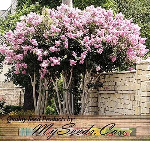 Miniatura 8 de Big Pack by MySeeds.Co