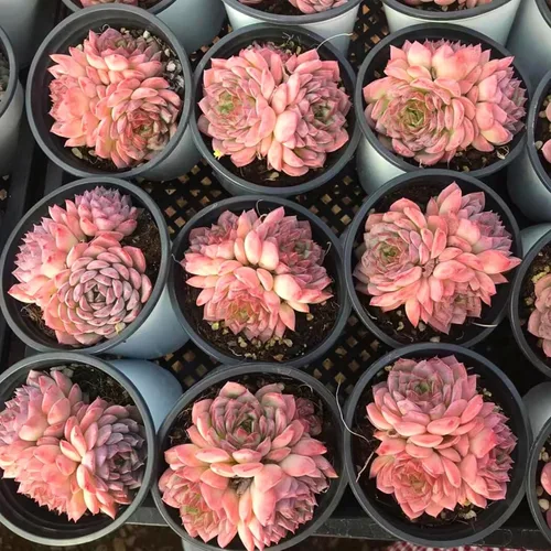 Miniatura 3 de Echeveria Desert Rose - Racimo - Suculenta viva - 2.5 pulgadas - Tolerante a la sequía, bajo mantenimiento, ideal para interiores y exteriores