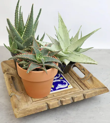 Miniatura 4 de Plantas suculentas de aloe vivo (paquete de 3), plantas suculentas viven en tierra para macetas, plantas suculentas en maceta, plantas vivas de Negro