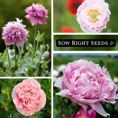 Miniatura 4 de Sow Right Seeds - Semillas de amapola de peonía de rosa pálida para plantar - Variedad anual de reliquia sin OMG - Hermosas flores de amapola