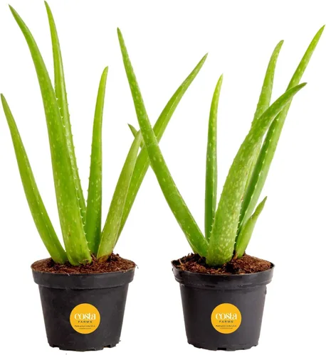 Costa Farms Aloe Vera, Planta Interior Viva, de 12 a 14 pulgadas de alto, 2 Paquetes, Fresco de Nuestra Granja Maceta de guardería (paquete de 2)