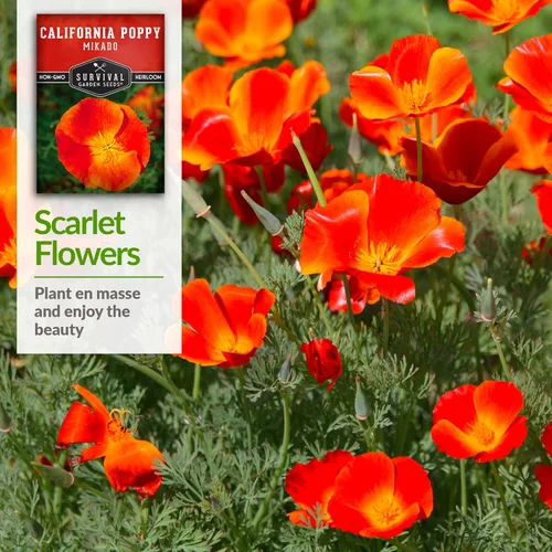 Miniatura 4 de Paquete de 1 semilla de amapola Mikado California para plantar, paquete con instrucciones para cultivar amapolas rojas en tu huerto casero, variedad