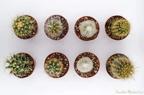 Miniatura 3 de Cactus Plants Live - Plantas de cactus grandes surtidas de 4 pulgadas - Plantas de cactus en maceta totalmente enraizadas - Juego de plantas