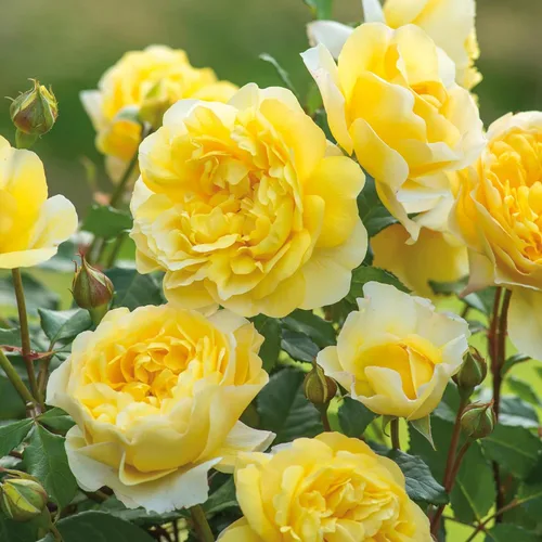 Miniatura 4 de Rosas arbustivas inglesas de reliquia, planta de raíz propia viva para jardín al aire libre, esposa del poeta, excepcionalmente fragantes, zonas