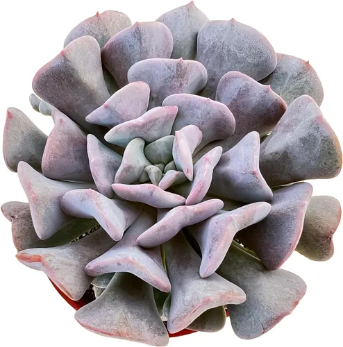 Miniatura 13 de Sprout N Green Cotyledon Orbiculata cv., Rara planta suculenta viva enraizada en maceta de 4 pulgadas, decoración de boda en interiores y Cotiledón