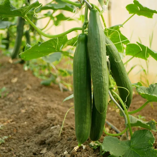 Miniatura 3 de The Old Farmer's Almanac Heirloom Tendergreen - Semillas de pepino sin eructos – Premium sin OMG, polinizado abierto, reliquia, origen