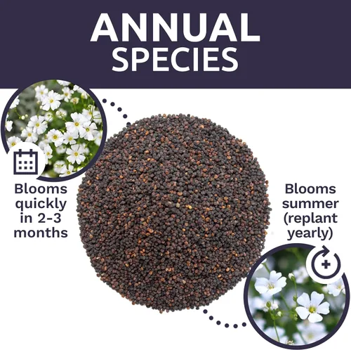 Miniatura 8 de Semillas de Gypsophila elegans de Baby's Breath vistosas – Bolsa a granel de un cuarto de libra – Más de 80.000 semillas de flores silvestres