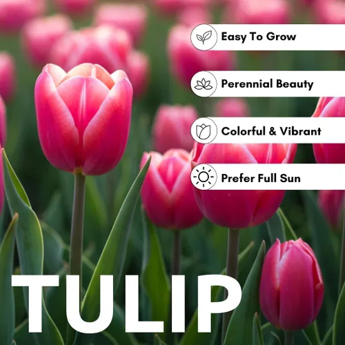 Miniatura 6 de Big Love - Bulbos de tulipán rosa para plantar, fáciles de cultivar (20 bombillas)