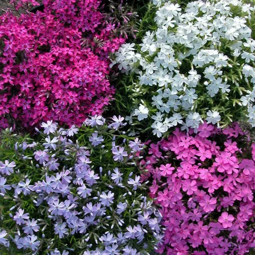 Miniatura 5 de Paquete de 3 plantas rastreras Phlox Live, 5-8 pulgadas, cubierta de suelo de Phlox rastrero perenne para jardín al aire libre (color aleatorio)