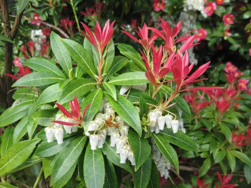 Miniatura 2 de Semillas de arbustos Forest Flame (30 semillas) - Pieris Japonica, Pieris Japonesa, Andrómeda Japonesa