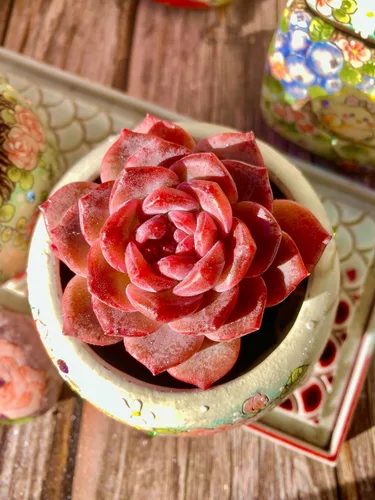 Miniatura 11 de Echeveria agavoides Romeo - Kit de suculentas, con maceta de plástico, 1 cabeza de 2 pulgadas, planta viva de 2 pulgadas, suelo comprimido y guía
