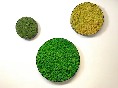 Miniatura 5 de Musgo de Reno Preservado Verde Natural Kit de Bricolaje Arte de Jardinería Decoración de Pared Decoración de Floristería Decoración de Mesa