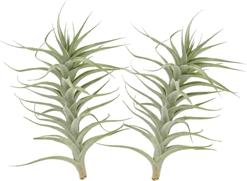 Miniatura 25 de ragnaroc Planta de Aire Viva – Tillandsia Capiput, Jumbo 6-9” - 2 unidades - Llegada Viva Garantizada - Plantas de Casa para Decoración del Hogar