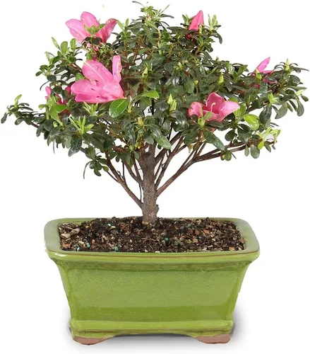 Miniatura 3 de Brussel's Bonsai Live Satsuki Azalea - Árbol bonsái con flores – Pequeño, 5 años, 5 a 8 pulgadas – Bonsai al aire libre en maceta de cerámica