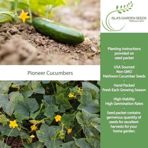 Miniatura 2 de Pioneer - Semillas de pepino en vinagre (Cucumis sativus) – Más de 150 semillas de reliquia sin OMG de Isla's Garden Seeds, textura crujiente