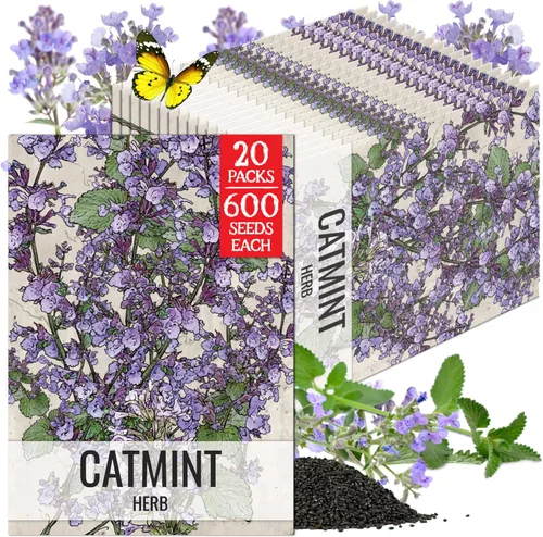 Miniatura 9 de Seed Needs Semillas de hierba gatera para plantar Nepeta cataria - Semillas de hierbas sin OMG y sin tratar para plantar y cultivar un jardín