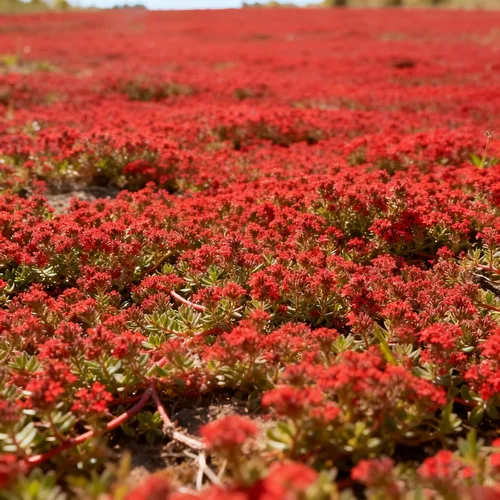 Miniatura 5 de Más de 5000 semillas de tomillo rastrero para plantar, semillas de timo mixtas perennes, semillas de timo sin OMG para jardín al aire libre