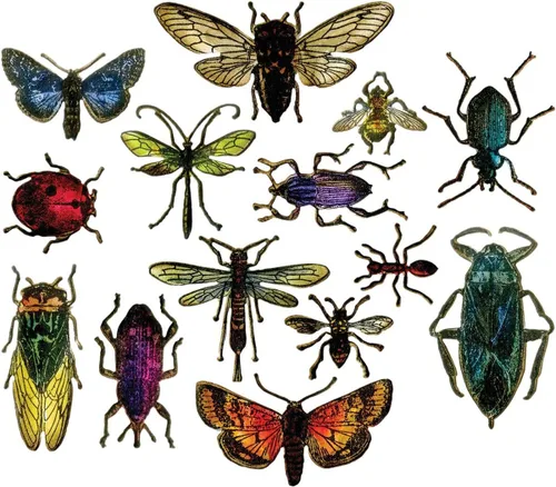 Miniatura 2 de Sizzix Framelits - Juego de troqueles para entomología de Tim Holtz (paquete de 14), multicolor