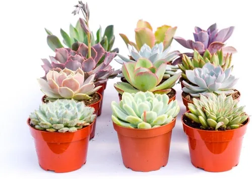 Miniatura 2 de Suculentas grandes y coloridas para exteriores – Surtido de 4 pulgadas – Plantas suculentas vivas para exteriores – Grandes suculentas vivas