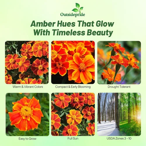 Miniatura 2 de Outsidepride 100 semillas anuales Tagetes Patula Francesa Marigold Amber Glow Garden Flower Seeds para plantar